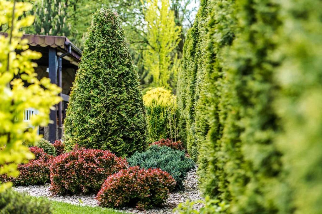 Top 5 Plants for Low-Maintenance Gardens