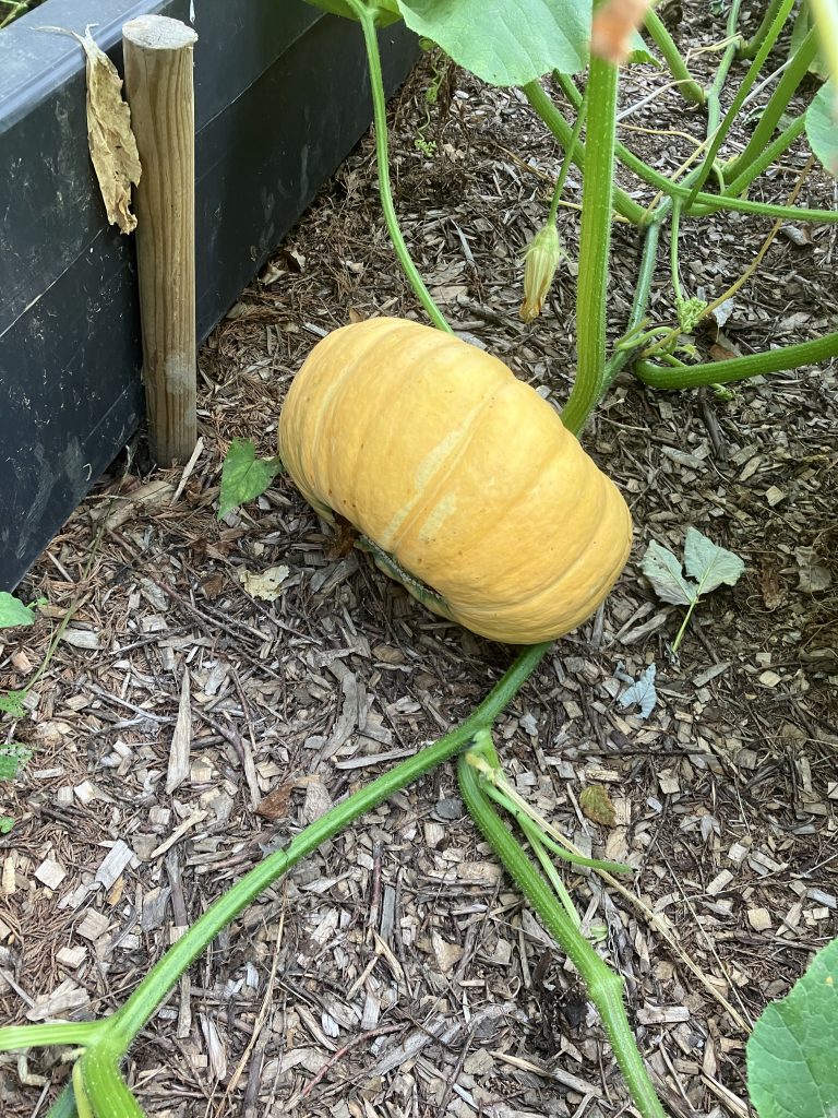 October Garden & Greenhouse Checklist