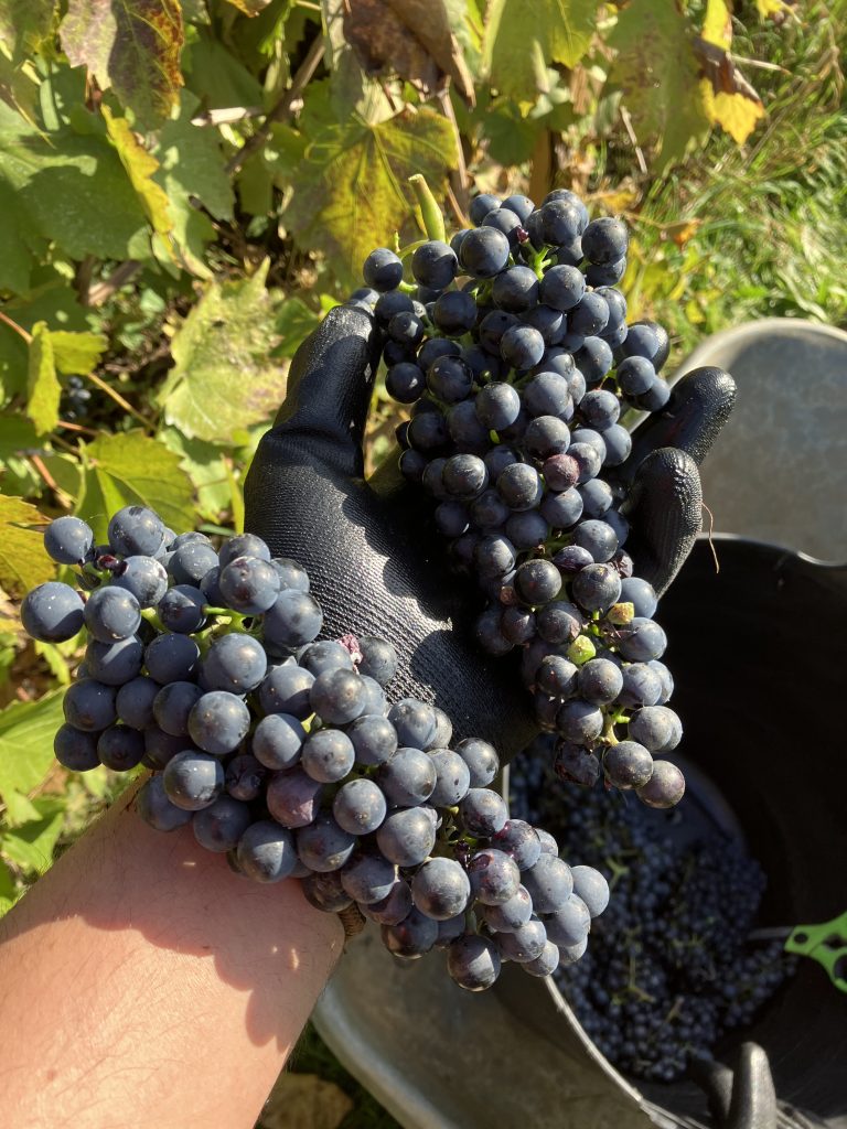Red Grape Harvesting: Whole Bunch Methods for Quality Wine