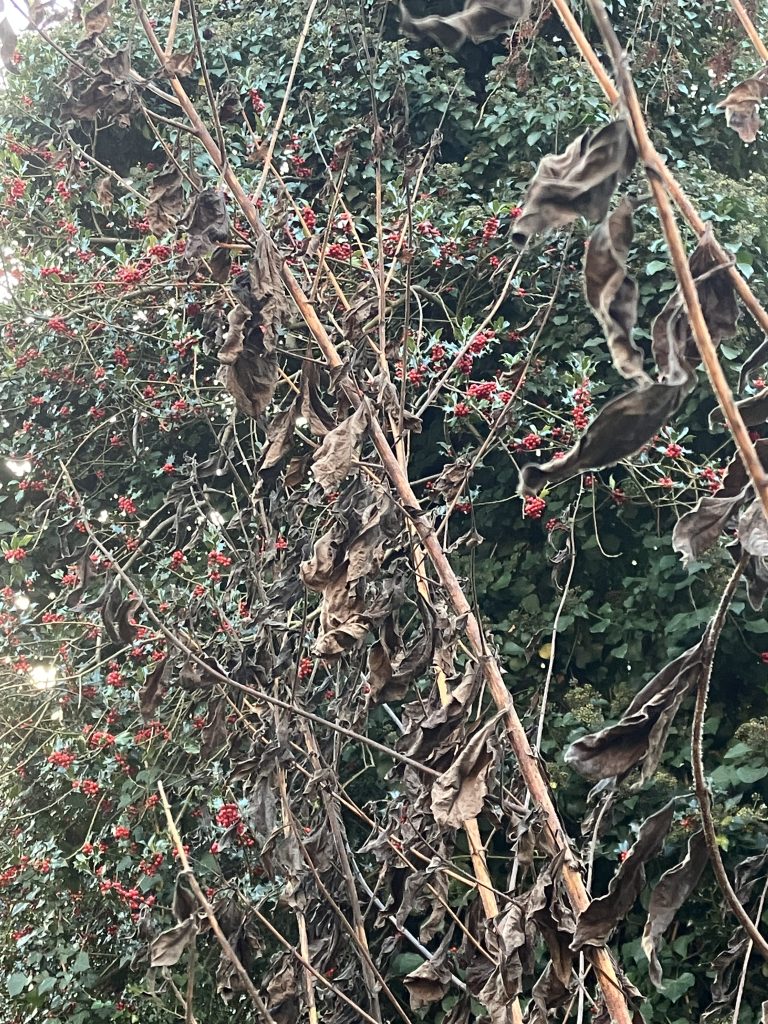 November Gardening Checklist