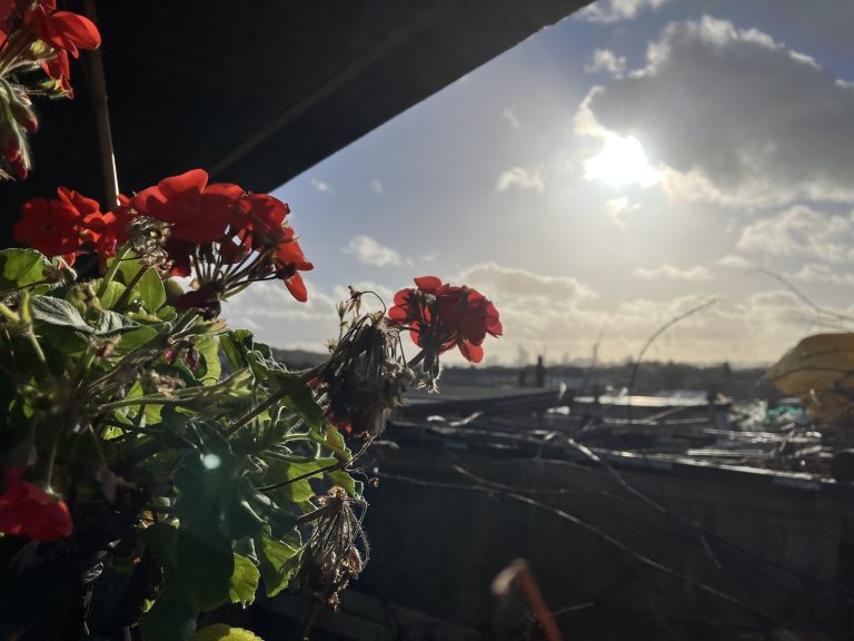 December Gardening Checklist